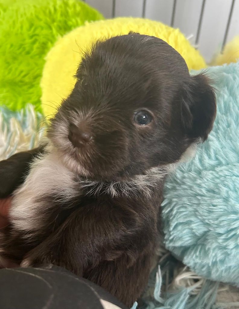 Du Ker Fleury - Chiots disponibles - Bichon Havanais