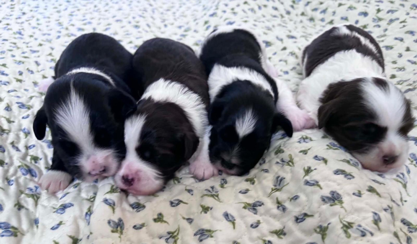 Chiot Bichon Havanais Du Ker Fleury