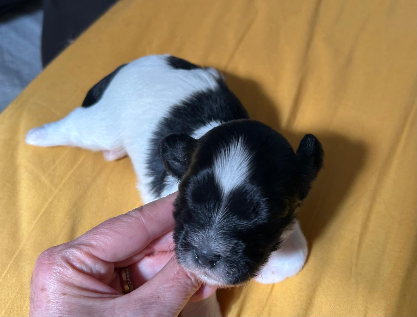 Du Ker Fleury - Chiots disponibles - Bichon Havanais