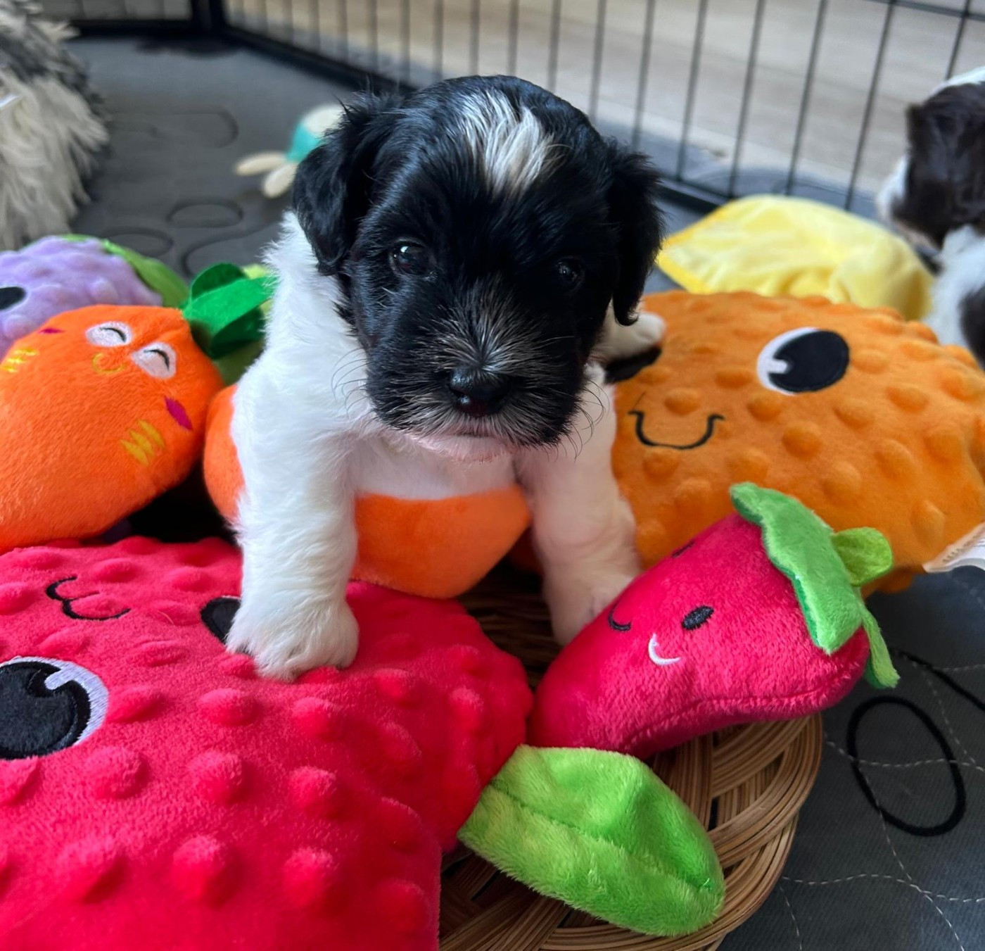 Du Ker Fleury - Chiots disponibles - Bichon Havanais
