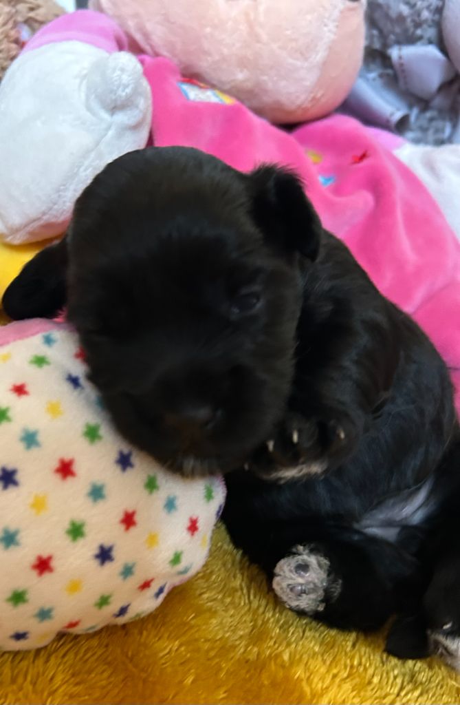 Du Ker Fleury - Chiots disponibles - Bichon Havanais