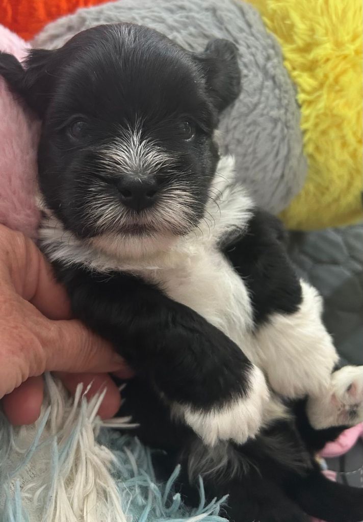 Du Ker Fleury - Chiots disponibles - Bichon Havanais