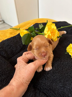 CHIOT 1