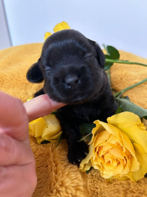 CHIOT 4