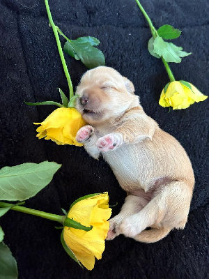 CHIOT 3