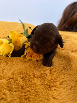 CHIOT 2