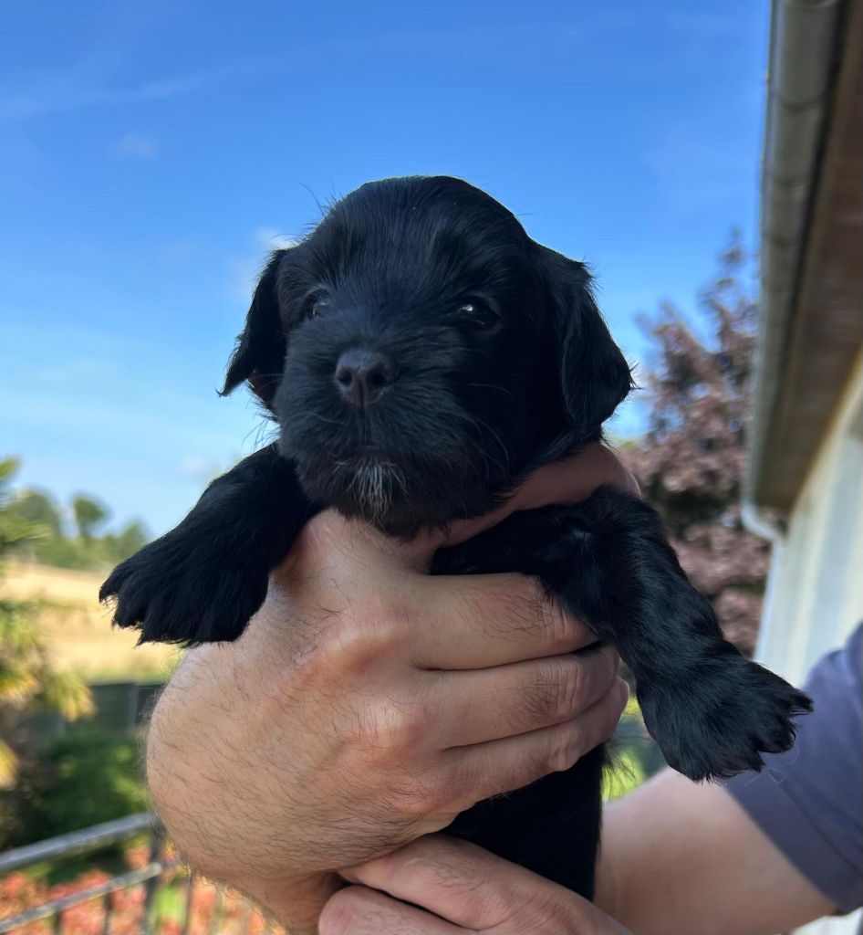 Du Ker Fleury - Chiots disponibles - Bichon Havanais