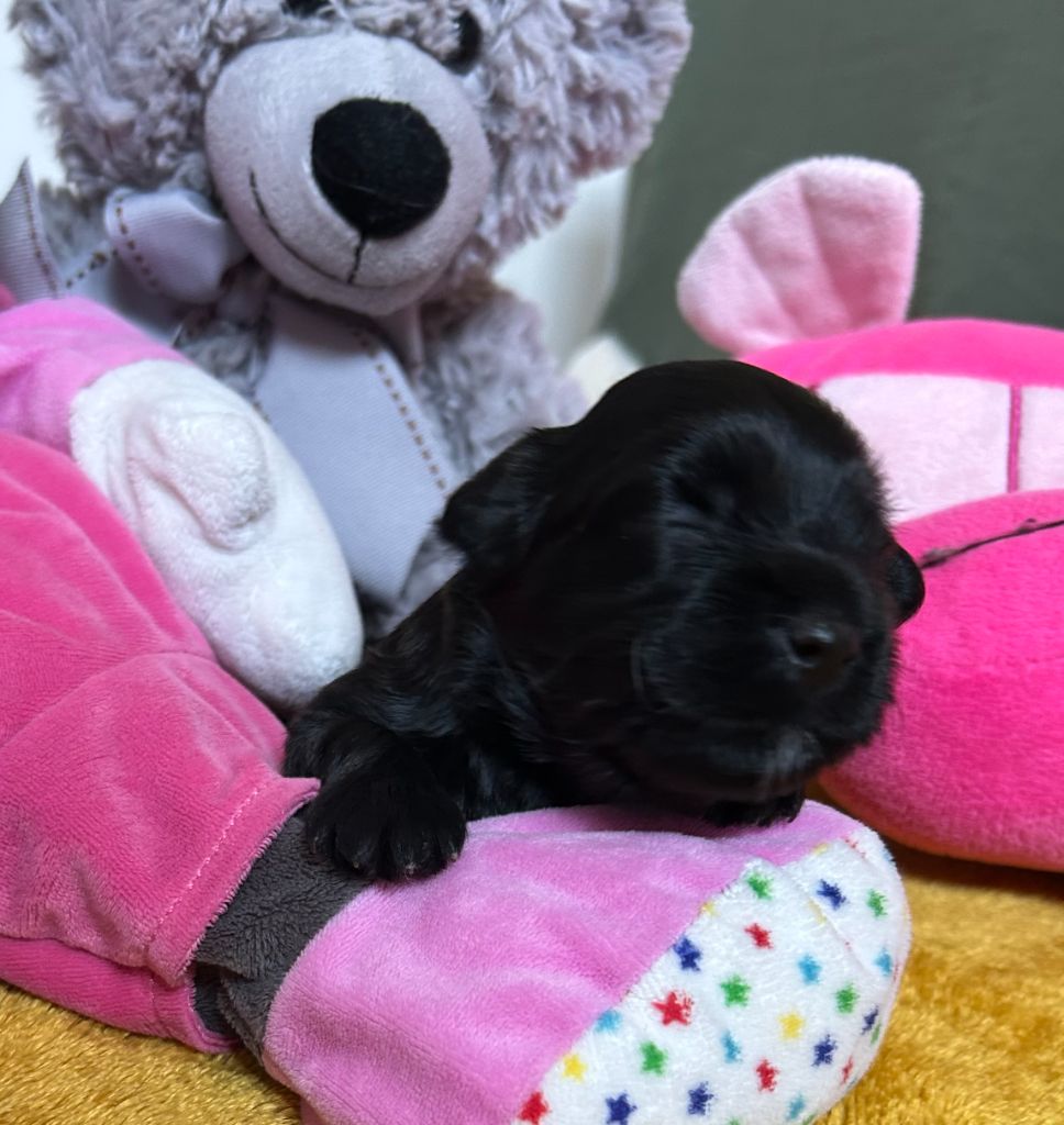 Du Ker Fleury - Chiots disponibles - Bichon Havanais