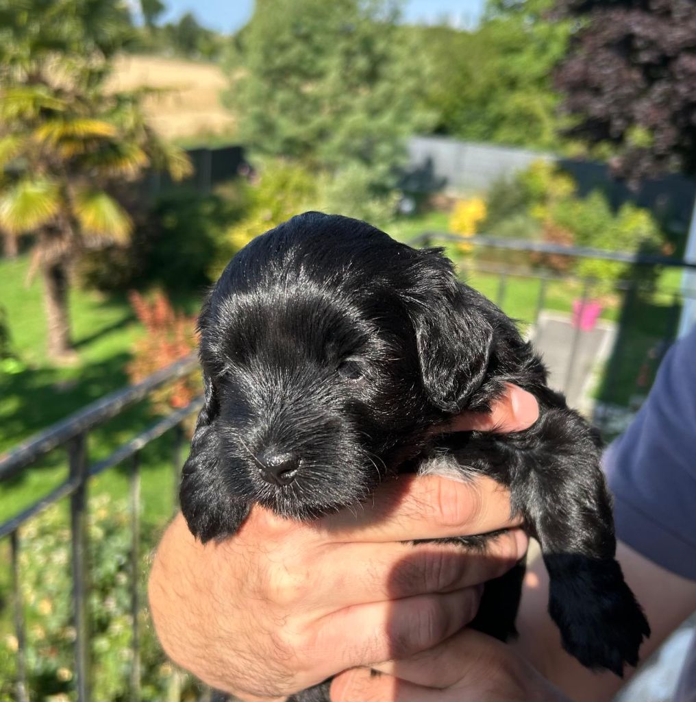 Du Ker Fleury - Chiots disponibles - Bichon Havanais